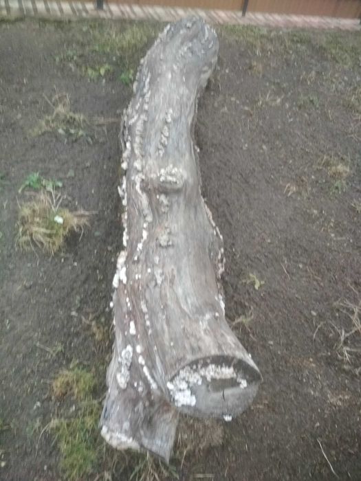 горіх стовбур)))