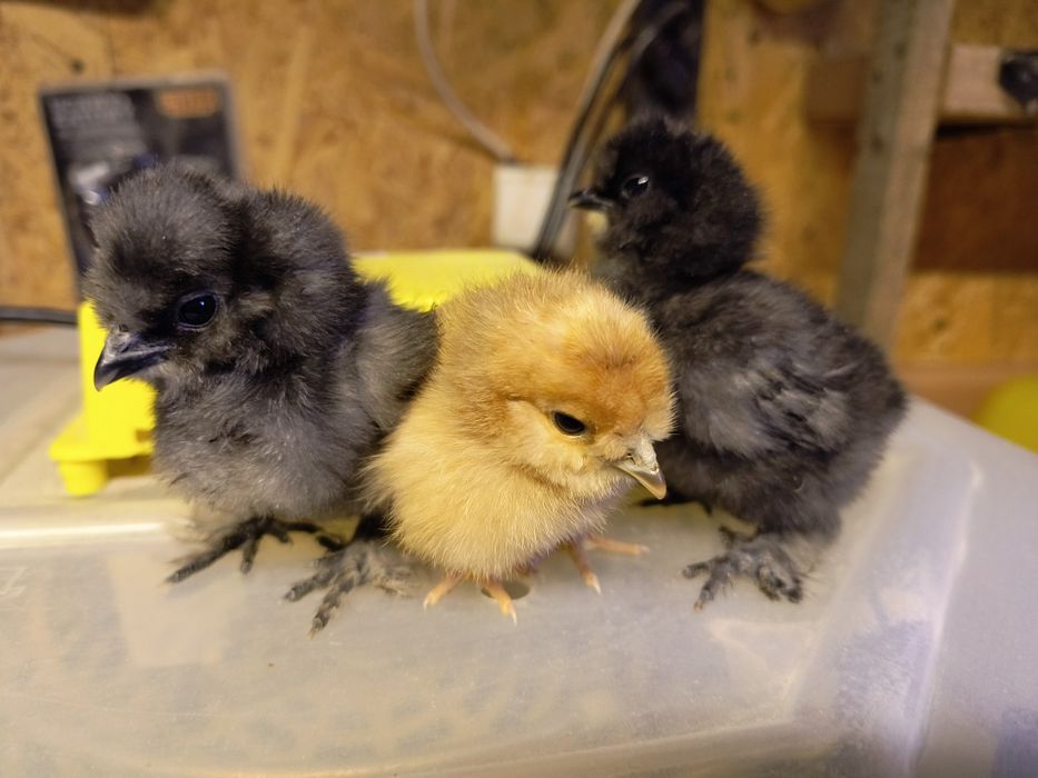 Jajka lęgowe od różnych kur.