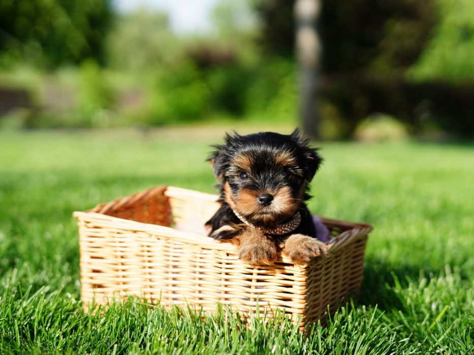 Супер йорки хлопчики і дівчатка