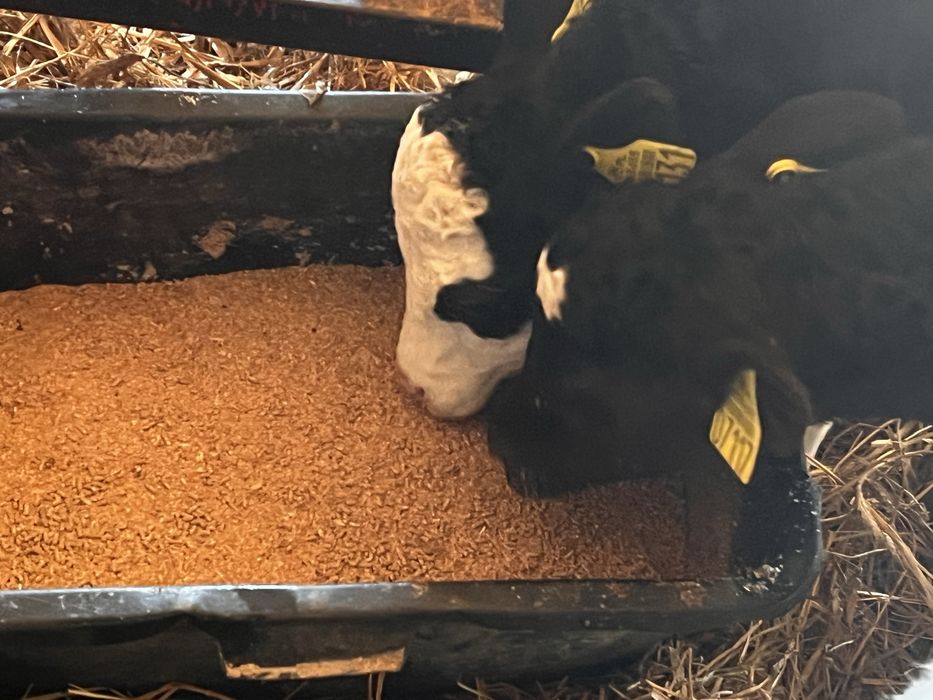 Sprzedam cielaki miesne i mieszance miesne 13 szt polskich