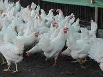 Kury NIOSKI Rossa Messa Sussex Sendi Leghorn Dominant ! ZAPRASZAM !