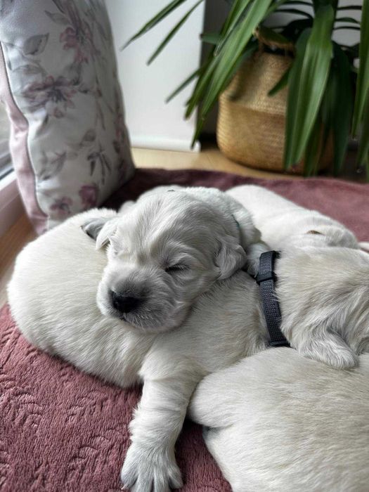 Golden Reriever ZKwP FCI