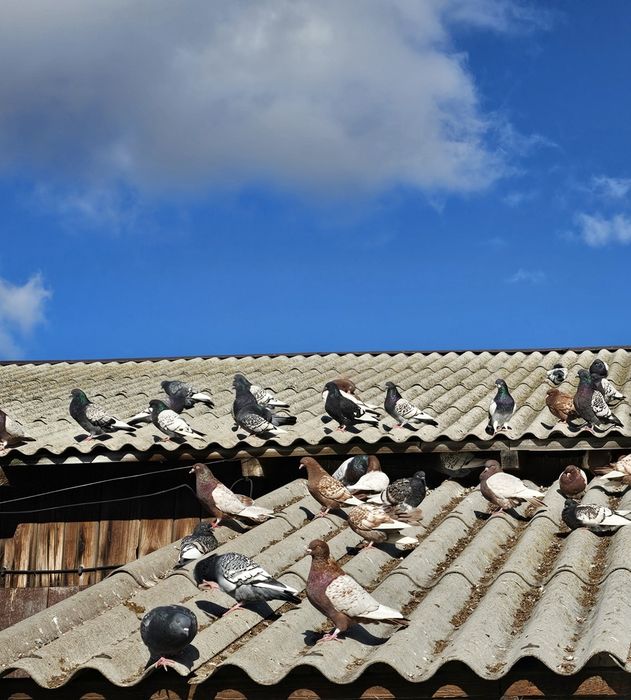 Gołębie Rysie (likwidacja hodowli)