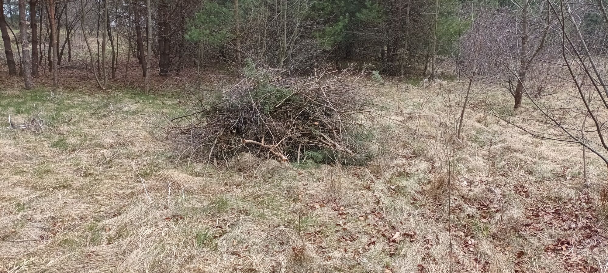 Oddam DUŻO gałęzi na zrębkę
