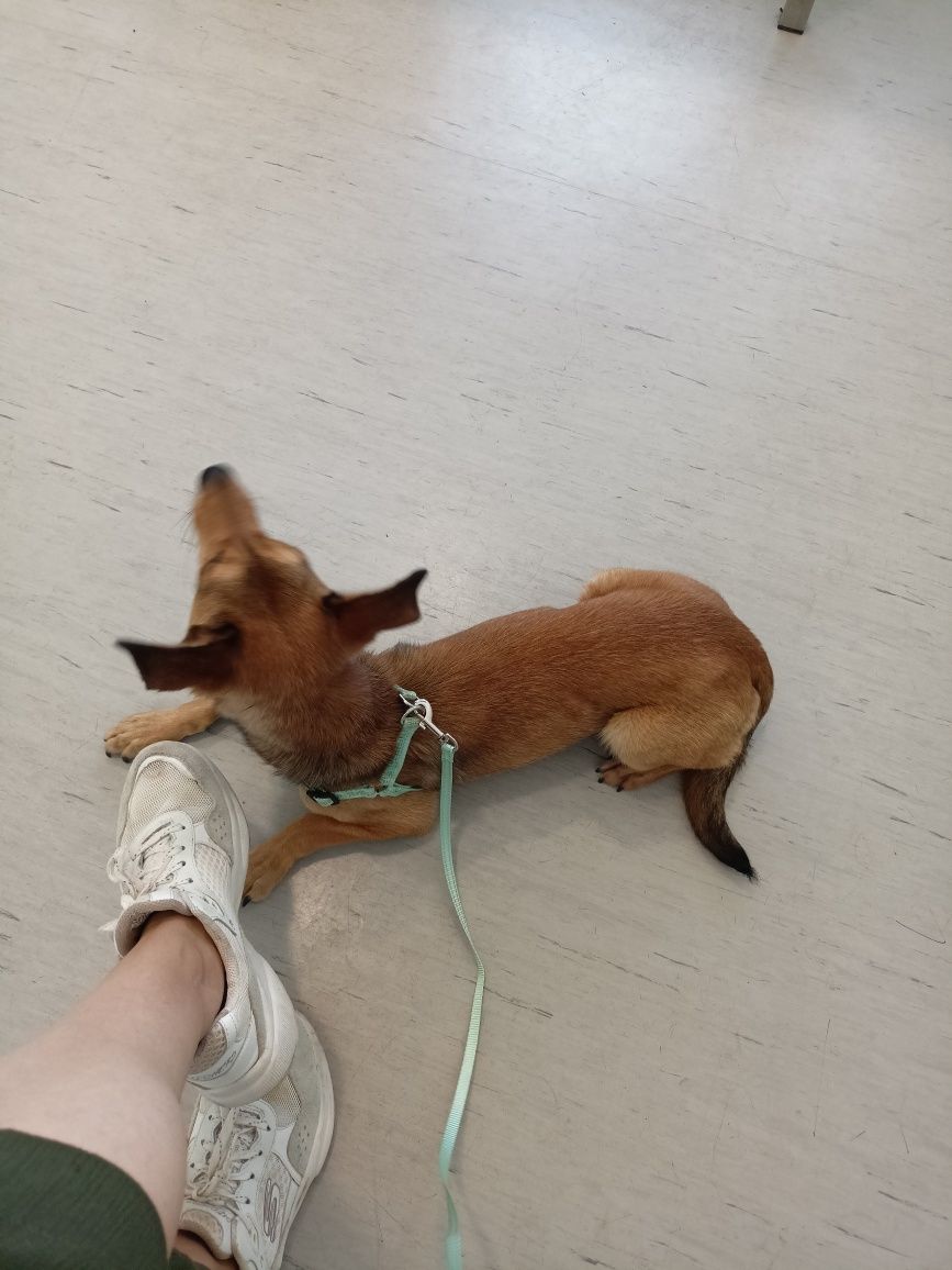 Cão jovem e pequeno