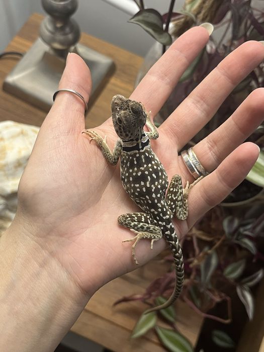 legwan obrożny samica new mexico crotaphytus collaris obrożniak