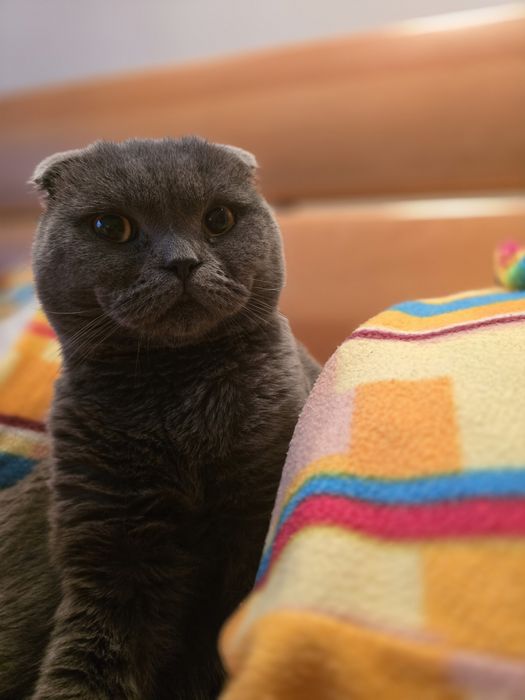 Adoção Responsavel