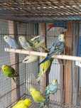 Lote de piriquitos