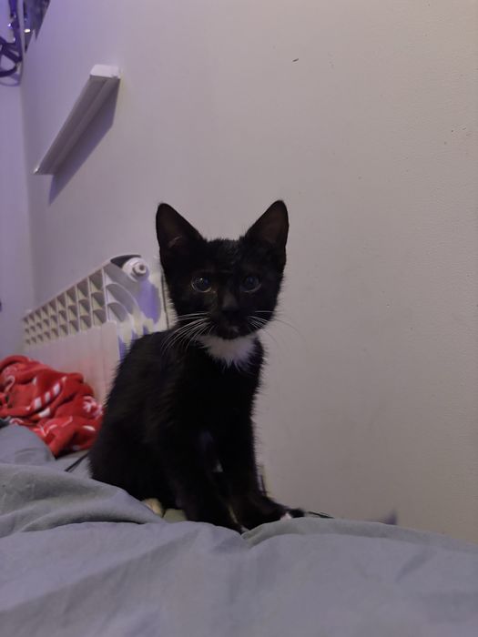 Młoda kotka szuka najlepszego domku!!