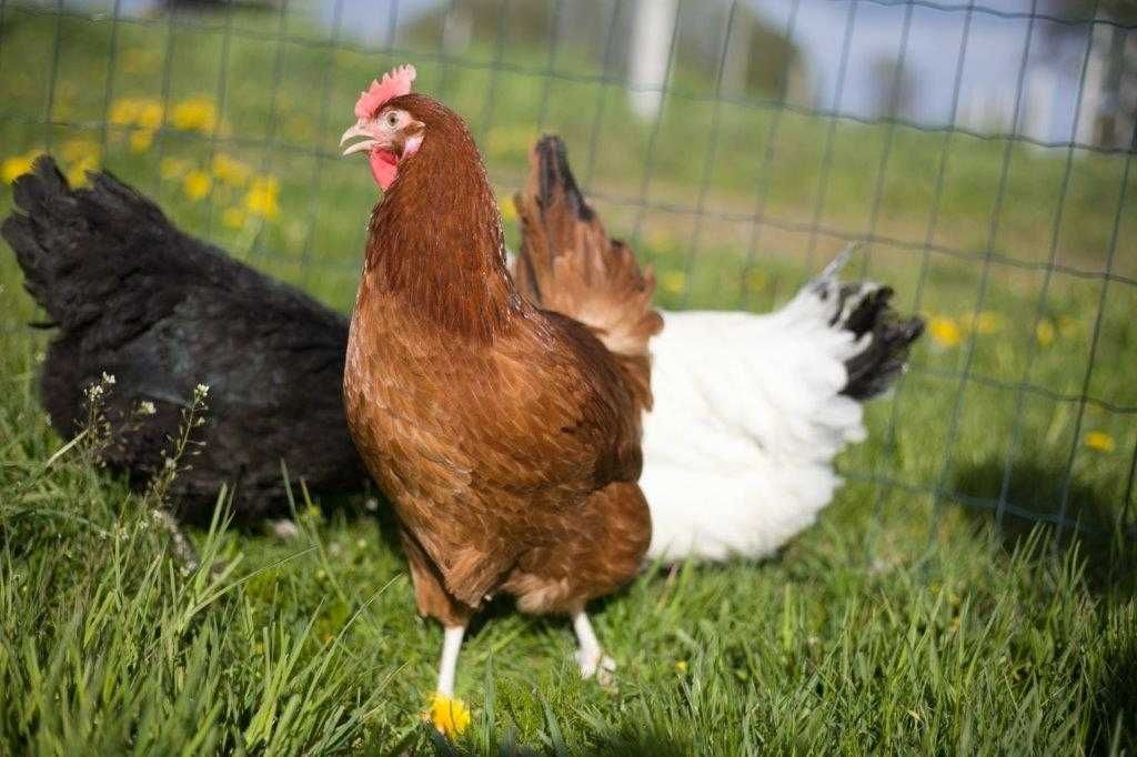 Kurki odchowane Rosa nioski