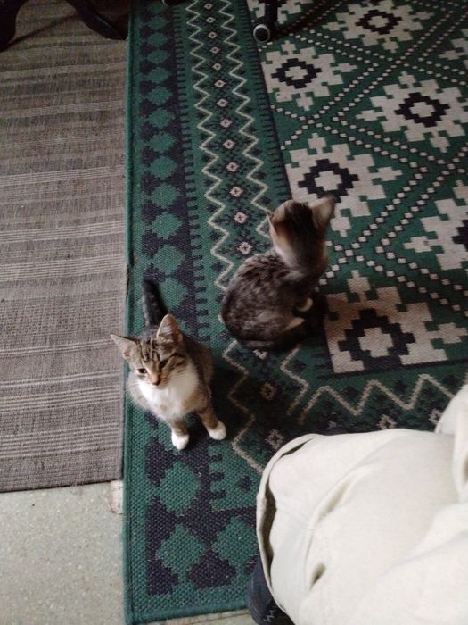 Oddam cztery siwo - szare młode kotki