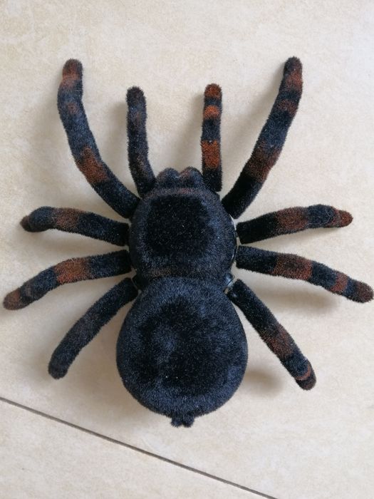 Продам паучка Tarantula