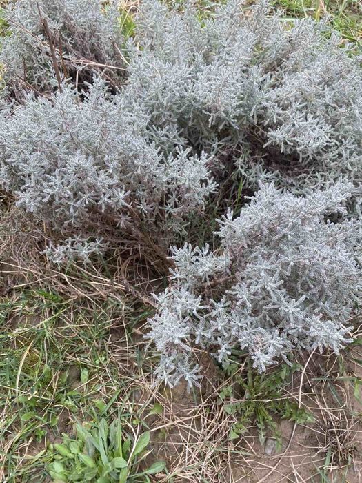 Продам сажанці декоративні і плодові рослини