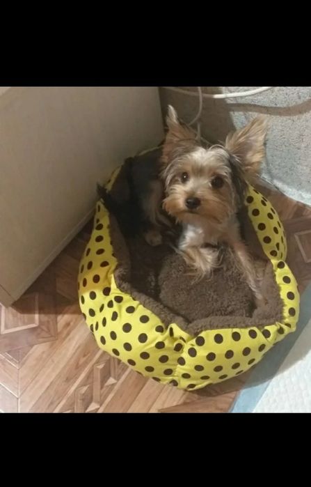 Лежанка для собак, котів. Диван для маленьких собак, котов.Підстилка