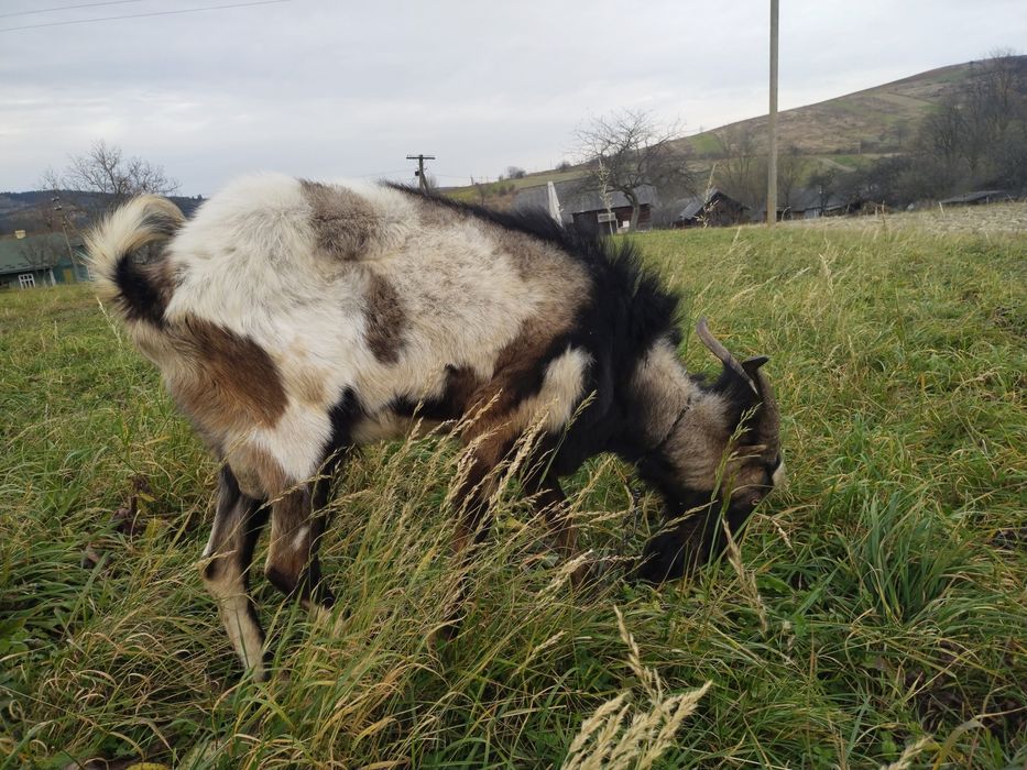 Пропоную злучкуз цапом нубо -ламача