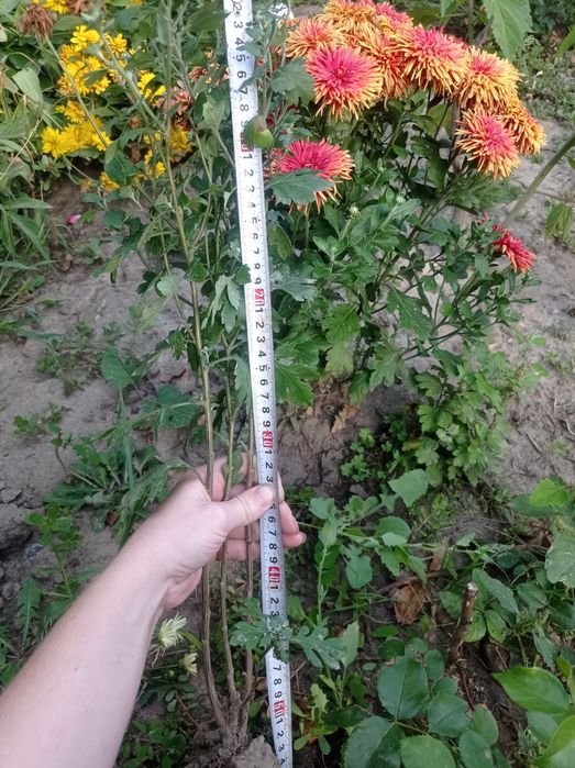 Продам хризантема стійка до морозів