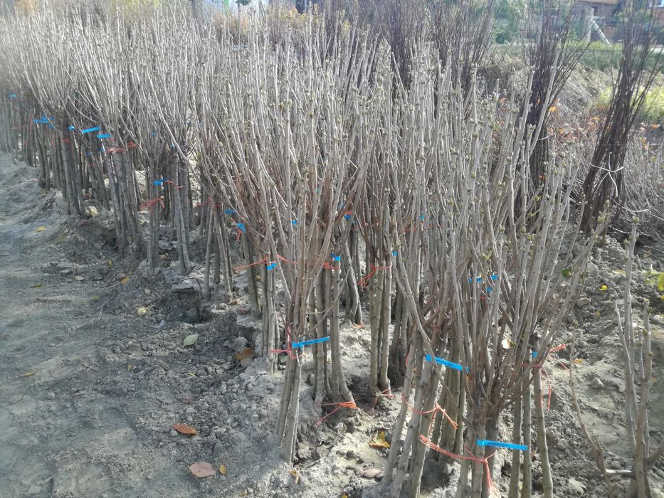 Lilak na pniu- HIT w ogrodzie !!!