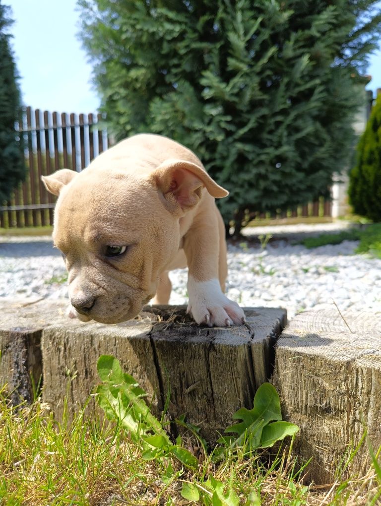 Piękna suczna amerycan Bully ABKC