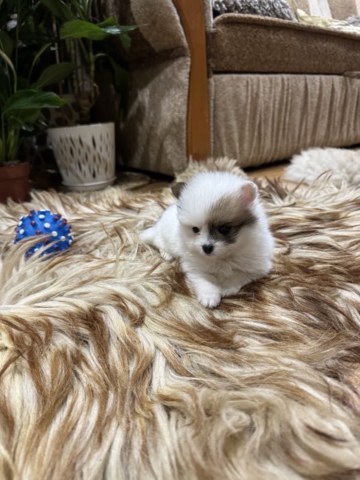 Pomeranian szpic miniaturowy