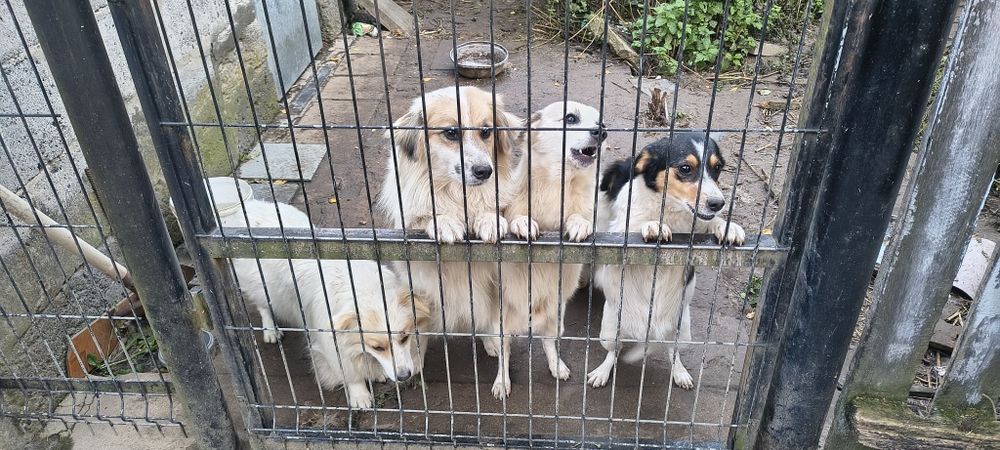 Oddam pieski za darmo