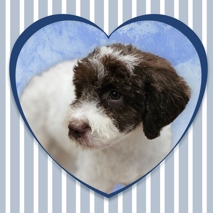 Lagotto Romagnolo FCI – łaciaty samiec z miotu FAIRY, Trufflove