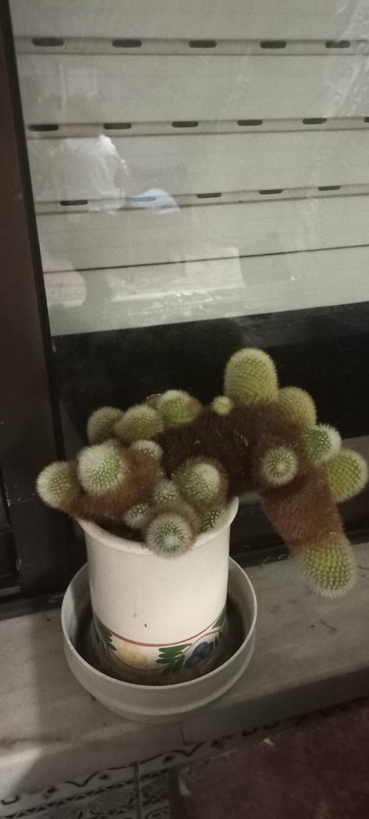 Plantas variadas