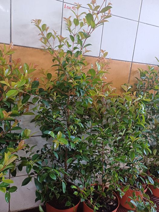 Eugenias myrtifolias