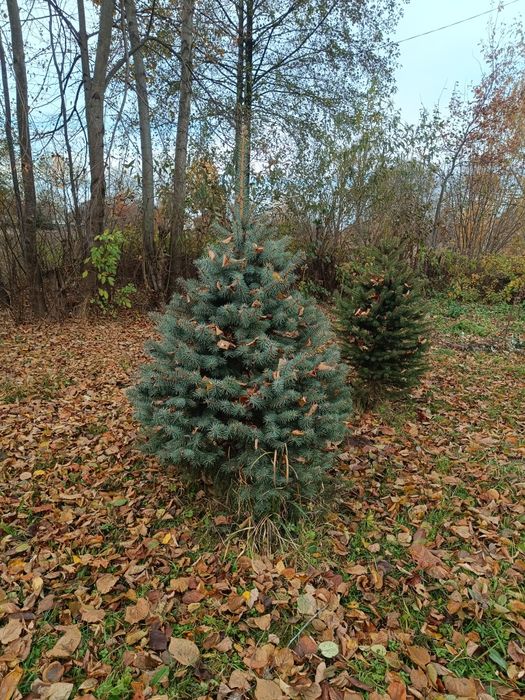 Ялинка голуба Кейбаб