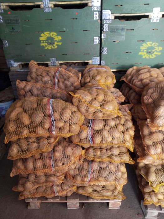 Sprzedam ziemniaki jadalne odmiany soraya