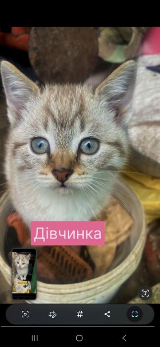 Кошенята метиси британця