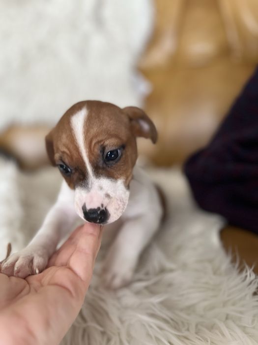 Jack Russell Terrier szczeniak- pies