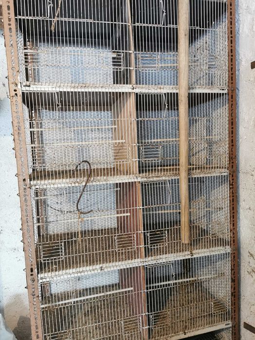 Gaiola canarios, exóticos