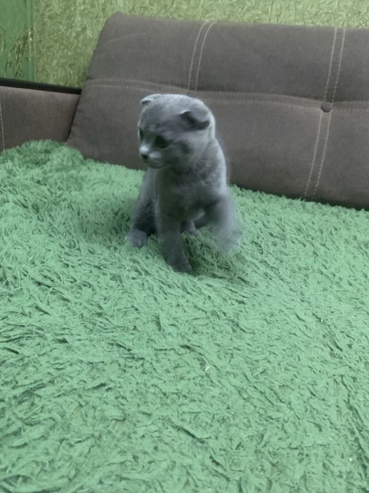 Кошенята Шотланців чекають на вас