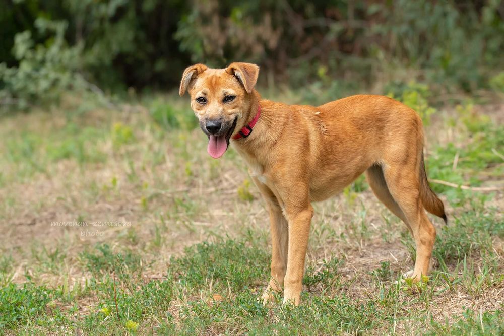 Неймовірної краси цуценя Джуді шукає родину