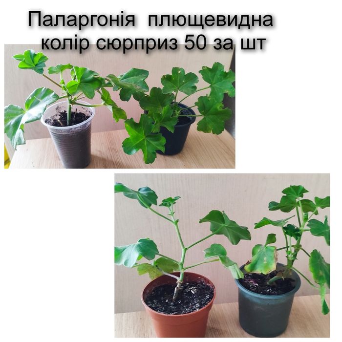 Кімнатні рослини.