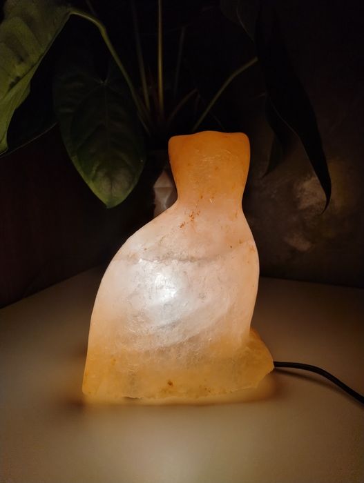 Lampka solna Ptak