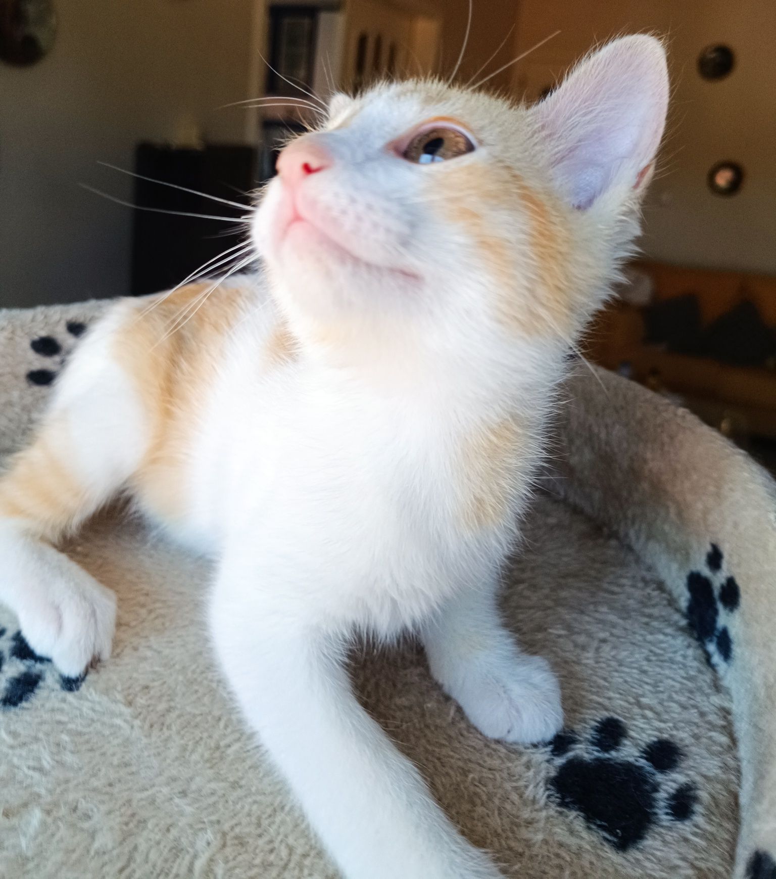 Gatinho para adoção em Viseu