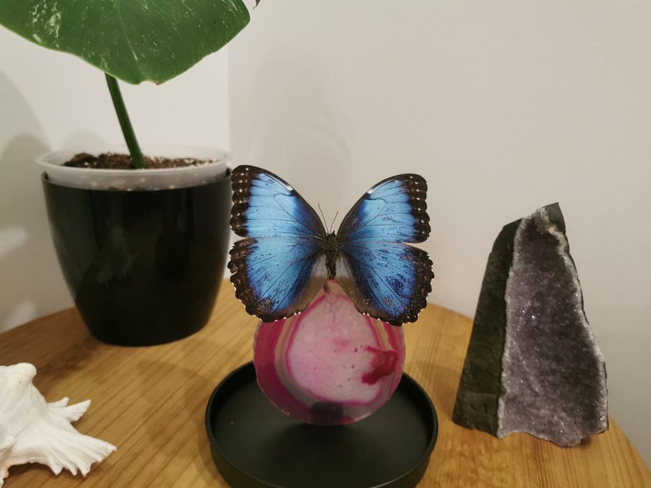 Morpho Helenor Carillensis