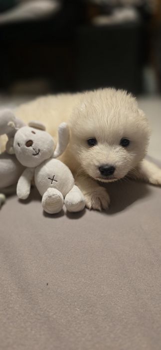 Samoyed szczeniak Piesek