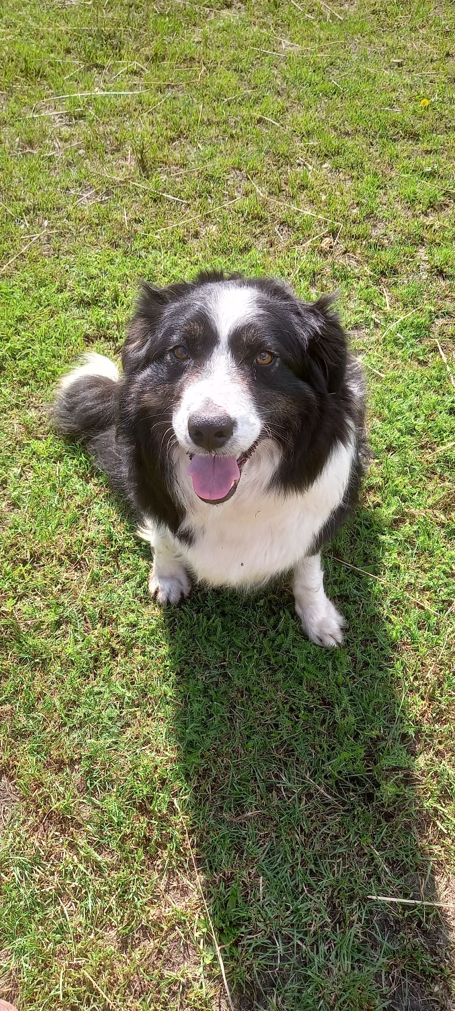 Border Collie ur. 09.06.2025 r. (Piesek)