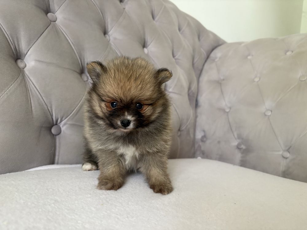 Pomeranian Szpic Miniaturowy
