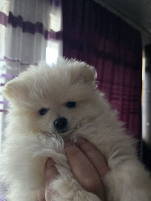 Продаю чистокровних цуценят померанського шпіца  хлопчика та дівчинку