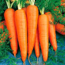 Морква домашня