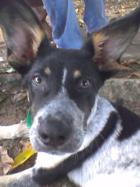 Pet sitter e dog walker