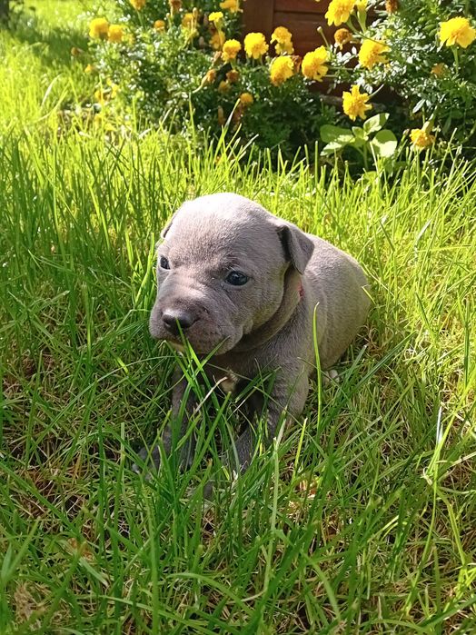 American Staffordshire Terrier
