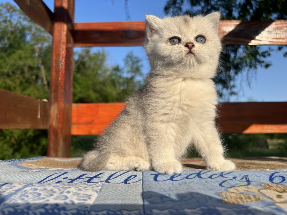 Кошеня британської сріблястої шиншили