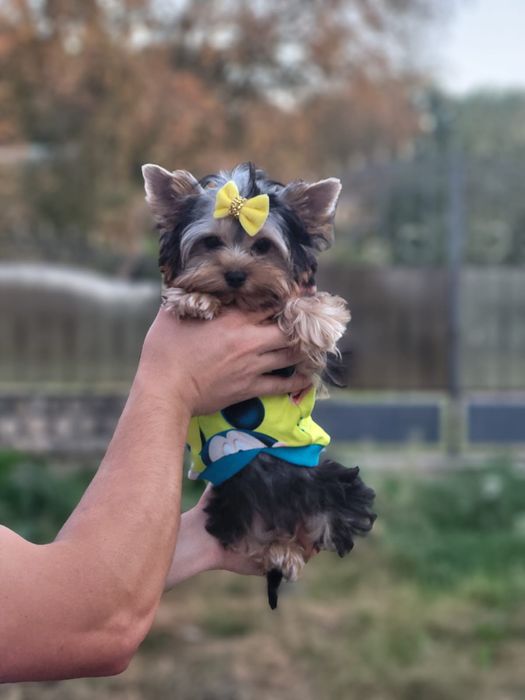 Не цуценята — мистецтво. Йорки преміум класу