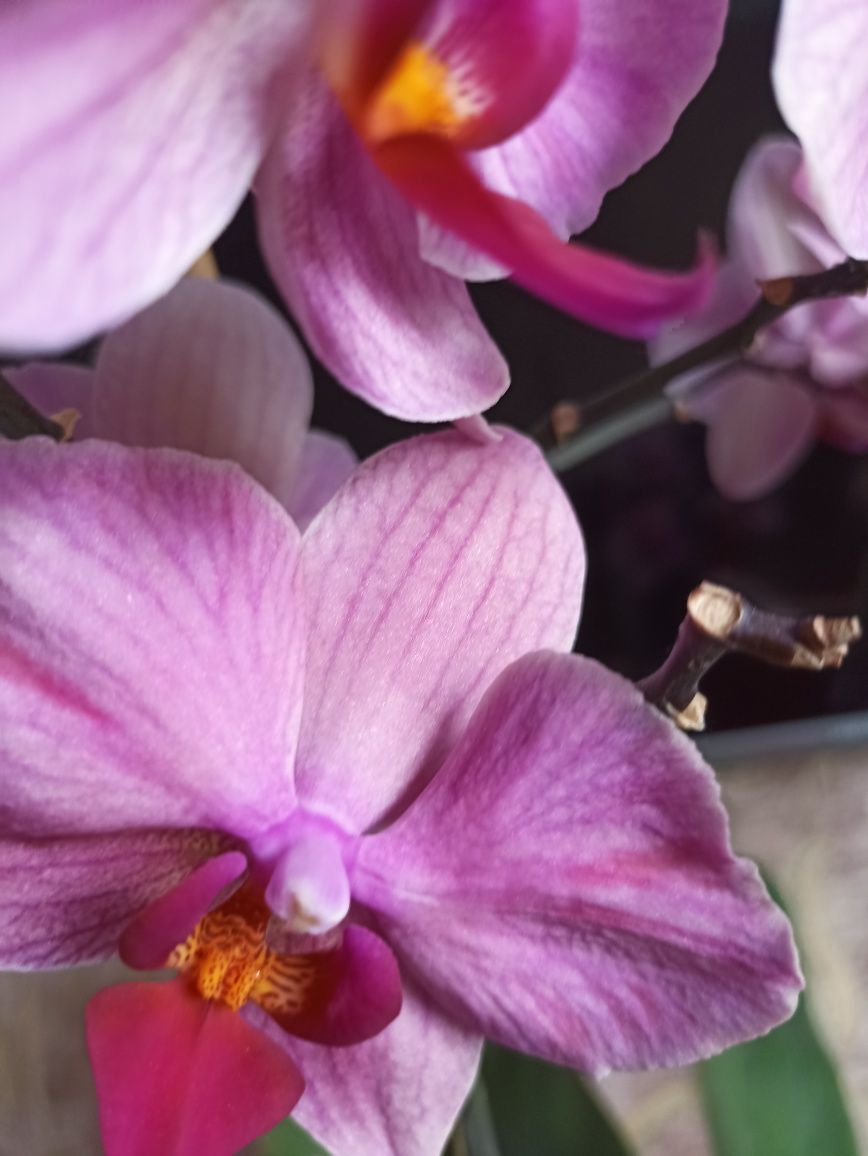 Фаленопсис (орхідея) рожевий