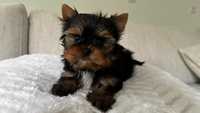 Mini Dziewczynka Yorkshire Terrier z Rodowodem