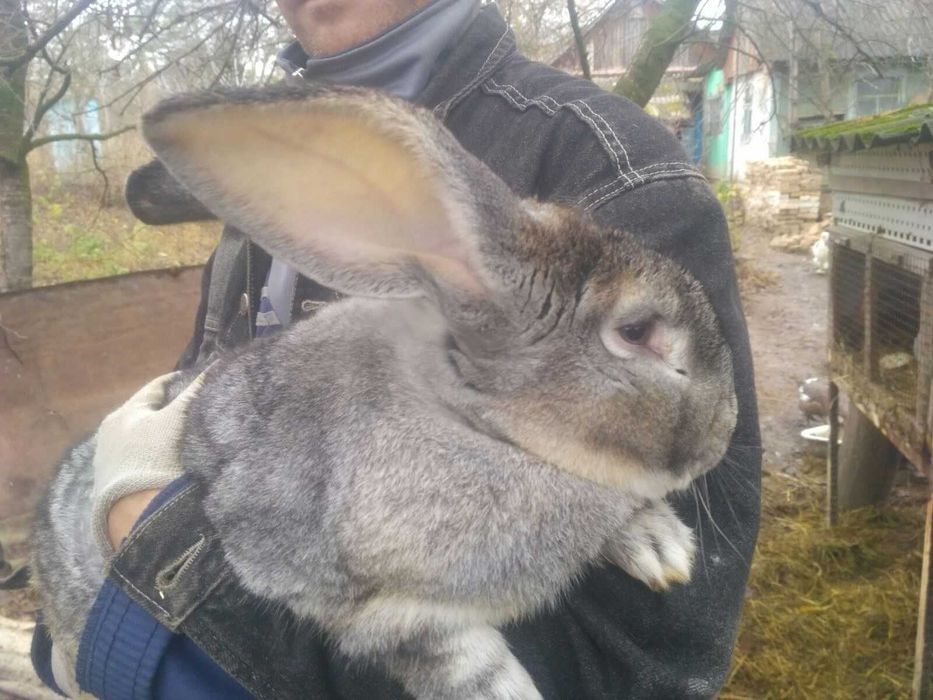 Кролі породи Радянська шиншила та Бургундія